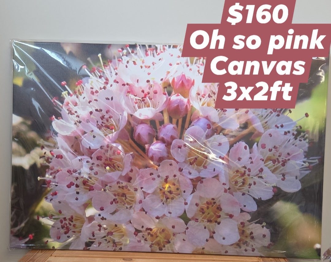 Frame It - Oh So Pink Canvas - Available for pickup instore ONLY at 90 Samnah Crescent in Ingersoll