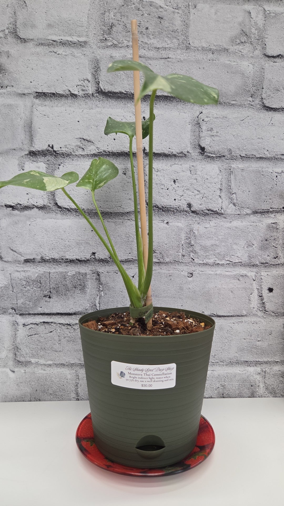 The Shady Spot Plant Shop - Monstera Thai Constellation - Available for pickup instore ONLY at 90 Samnah Crescent in Ingersoll