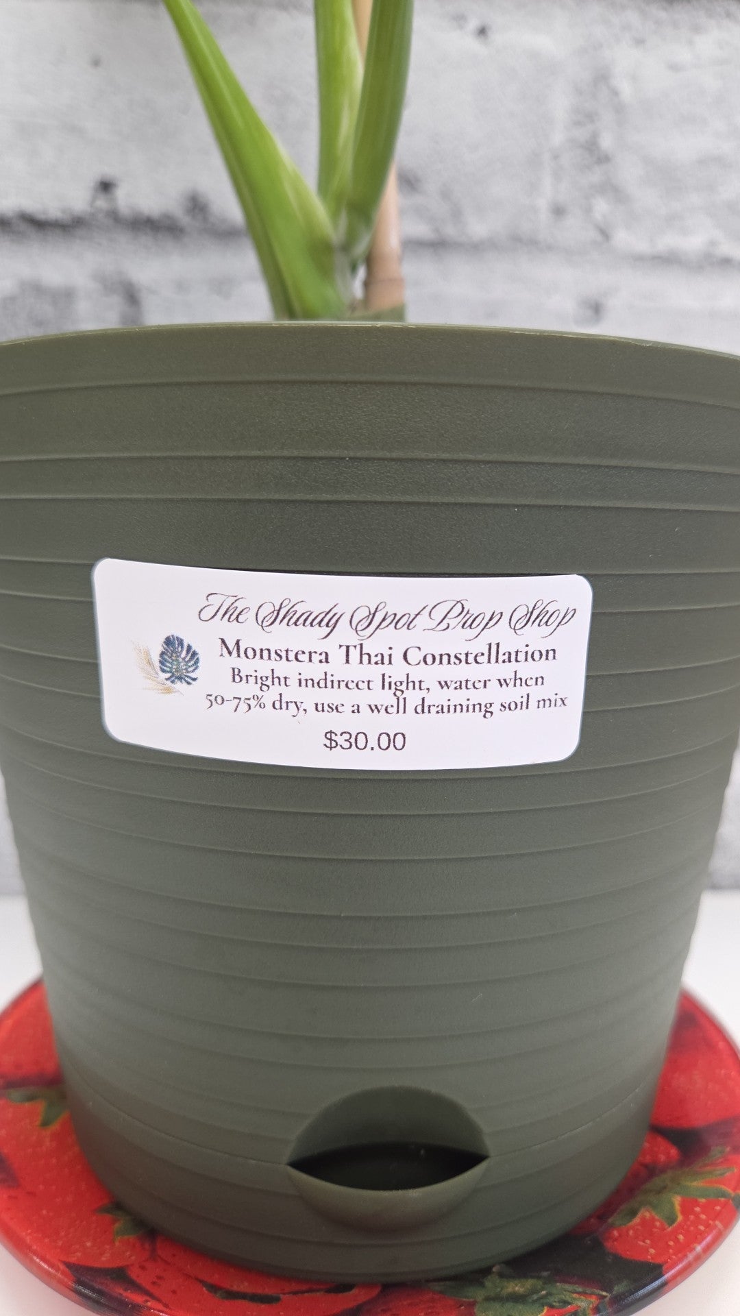 The Shady Spot Plant Shop - Monstera Thai Constellation - Available for pickup instore ONLY at 90 Samnah Crescent in Ingersoll