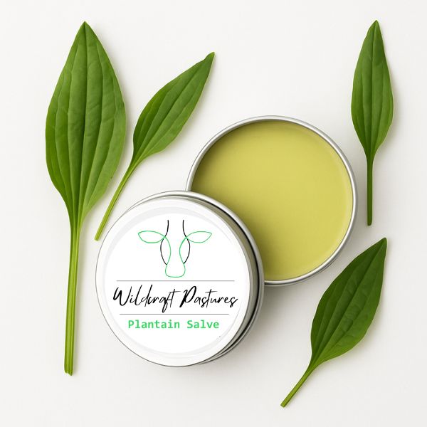 Wildcraft Pastures - Calendula & Plantain Salve