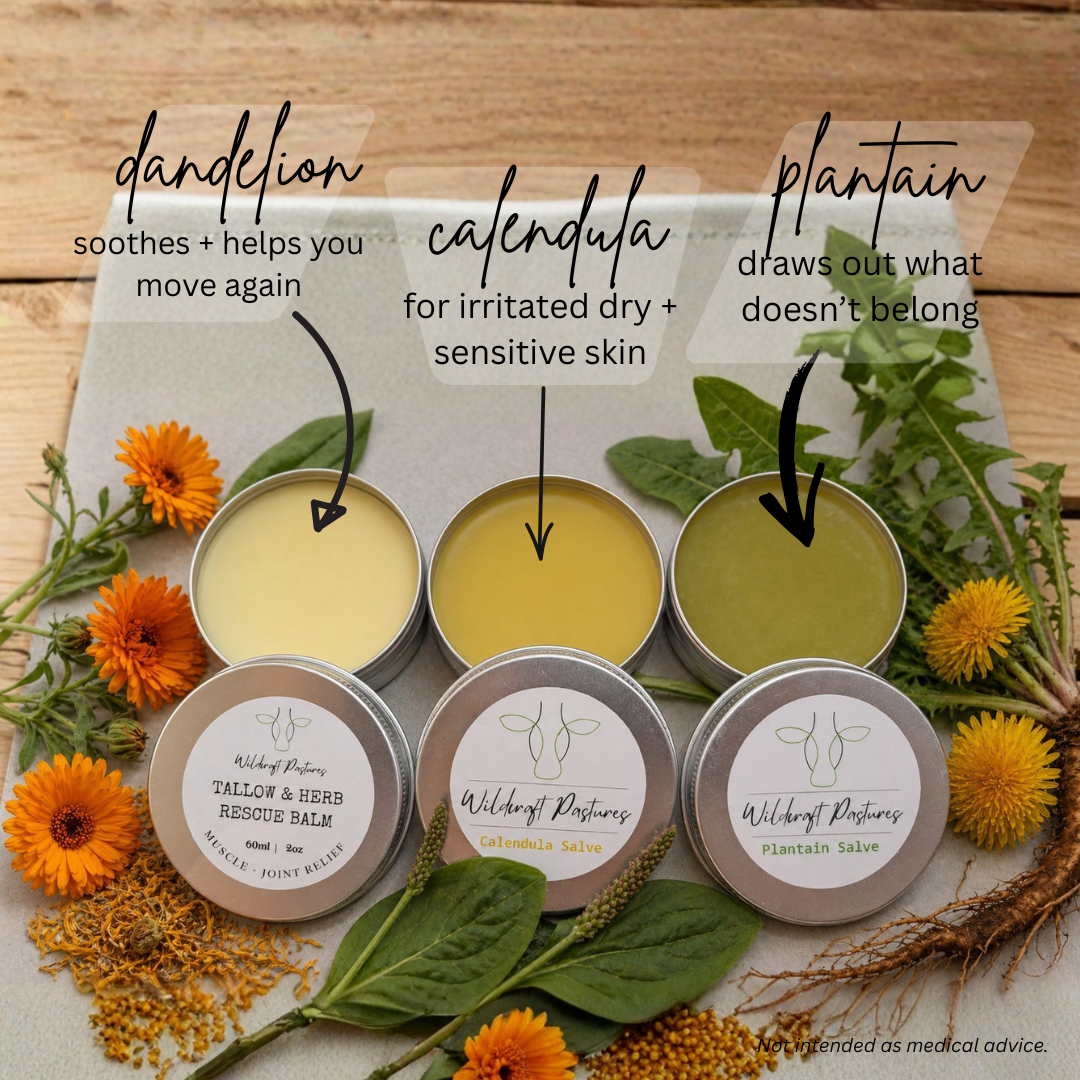 Wildcraft Pastures - Calendula & Plantain Salve